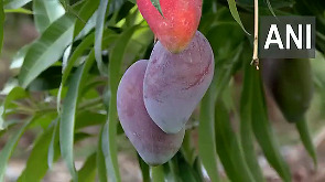Pune farmer grows exotic global mango varieties