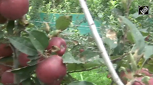 Ultra-High-Density apple farming boosts income & employment in Rajouri