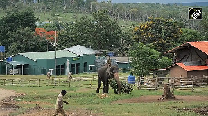 Tamil Nadu: India's first Mahouts Village inaugurated at Theppakadu