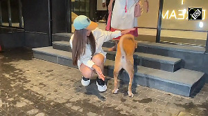 Genelia D'Souza shares adorable moment with a street dog 