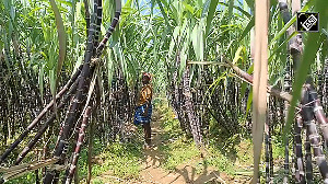 Sugarcane harvest for Pongal commences in TN's Tirunelveli