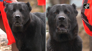 Manipur's indigenous Haofa dog breed finds new recognition