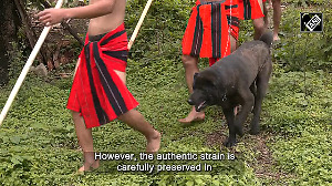 Manipur's indigenous Haofa dog breed finds new recognition