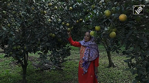 Nepal's citrus industry struggles against climate change