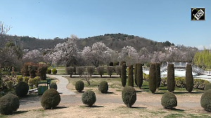 Forget Tulip Gardens, this almond blossom wonderland in Kashmir is a must-visit