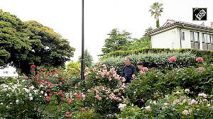 Yokohama blooms with colourful roses and lush greenery