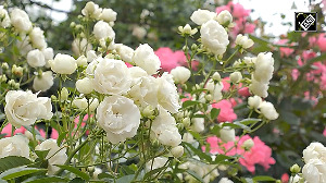 Yokohama blooms with colourful roses and lush greenery