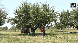 Apricot harvest in full swing in Kashmir