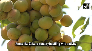 Apricot harvest in full swing in Kashmir