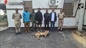Man-eater wolf shot dead in UP's Bahraich after killing six, injuring dozens