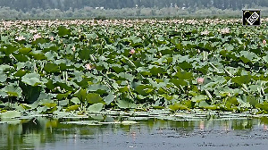 Lotus blooms in Kashmir's Wular lake after 25 years