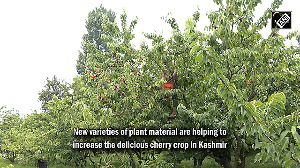 Full of Freshness! Kashmir's cherry harvesting in full swing