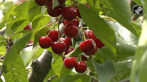Full of Freshness! Kashmir's cherry harvesting in full swing