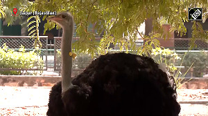 First successful ostrich breeding in Rajasthan's Ramniwas Bagh zoo