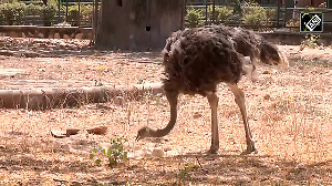 First successful ostrich breeding in Rajasthan's Ramniwas Bagh zoo