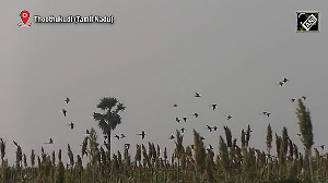 Parrots flock to sown corn fields in Thoothukudi to fulfill food needs 