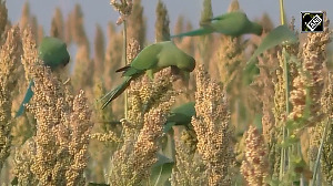 Parrots flock to sown corn fields in Thoothukudi to fulfill food needs 