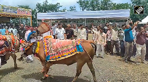 Farmers celebrate vibrant Pola festival in Maharashtra's Jalgaon