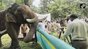 7-day Jumbo picnic begins at Bandhavgarh Tiger Reserve
