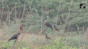 A large flock of migratory Rosy Starling birds seen in Thoothukudi district in Tamil Nadu