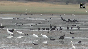 Life Returns with the Flood: Birds Flock to Thamirabarani's Rising Waters