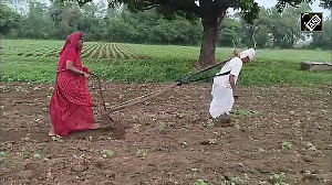 Video: Elderly couple from Maharashtra plough their field alone