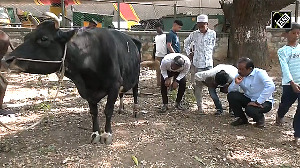 Shocking! Miscreants cut udders of cows in Bengaluru