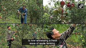 Manipur farmers find sweet success in apples