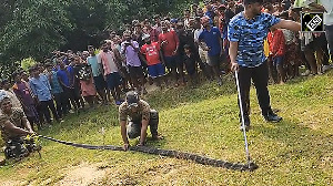 Giant King Cobra Rescued from Odisha's Kaptiipada Forest