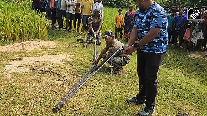 Giant King Cobra Rescued from Odisha's Kaptiipada Forest