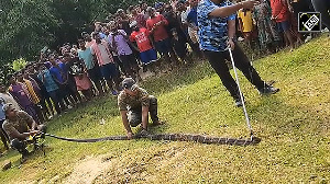 Giant King Cobra Rescued from Odisha's Kaptiipada Forest