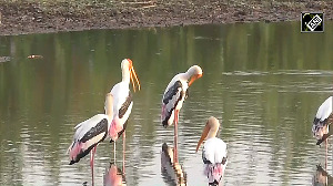 Flock of painted storks seen in White Lotus Pond of Thoothukudi