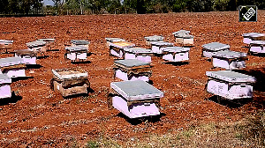 Mission Madhumakhi: Empowering Farmers, Transforming Beekeeping in Gujarat