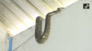 10-Foot-Long Burmese Python Rescued From West Bengal's Jalpaiguri