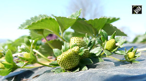 J-K: Rainfall brings relief to strawberry cultivators in Udhampur