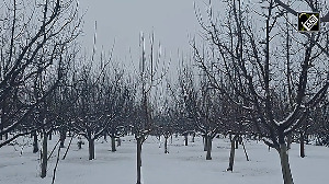 Snowfall brings hope for apple and walnut growers in Pulwama