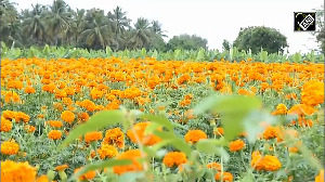 Sunflowers in full bloom in Kerala's Nilambur ahead of Onam festival