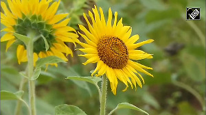 Sunflowers in full bloom in Kerala's Nilambur ahead of Onam festival