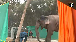 CM Yogi inaugurates Elephant Rescue Center in Gorakhpur