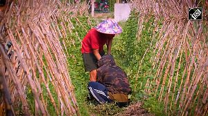 Manipur youth leads the way in organic farming 
