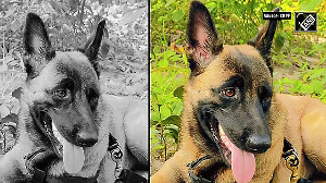 CRPF bids emotional farewell to K9 Rolo, martyred after 200 bee stings