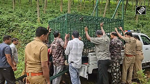 Man-eater tigers spotted in Malappuram