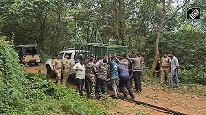 Man-eater tigers spotted in Malappuram