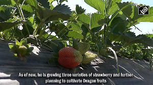 J-K: Kathua witnesses surge in strawberry cultivation with astounding success