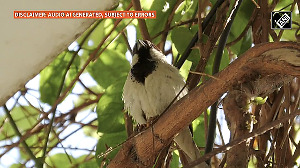 World Sparrow Day: Time to save the disappearing tiny chirpy birds