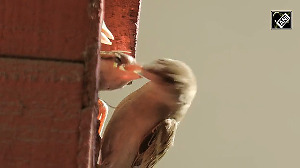 World Sparrow Day: Time to save the disappearing tiny chirpy birds