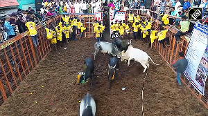 TN: Jallikattu event begins in Madurai's Avaniyapuram