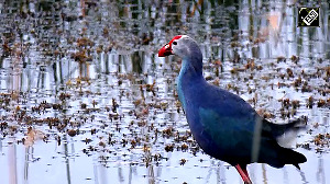 From Wetlands to Wildlife: Gujarat's Model for Biodiversity Protection