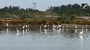 Thoothukudi's Coastline Transforms into Bird Haven