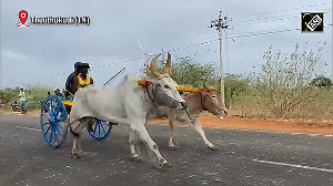 Bullock Cart Race Thrills Kodai Festival Crowd
